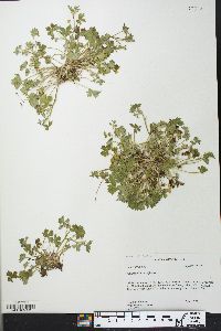 Ranunculus parviflorus image