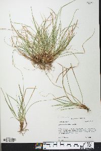 Carex umbellata image