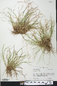 Carex reznicekii image