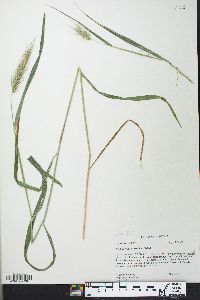 Elymus villosus image