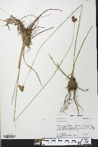 Juncus longii image