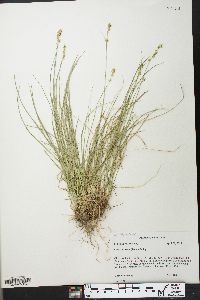 Carex texensis image