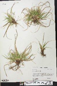 Carex tonsa image