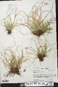 Carex umbellata image