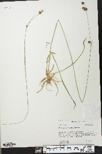 Rhynchospora recognita image