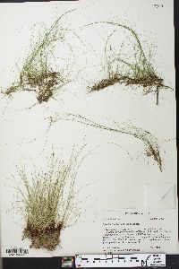 Eleocharis baldwinii image