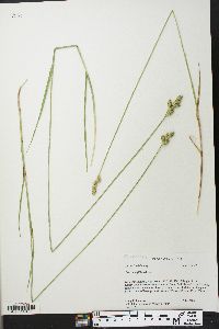 Carex longii image