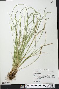 Carex jamesii image