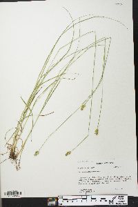 Carex mesochorea image