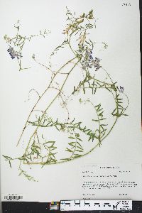 Vicia villosa subsp. varia image