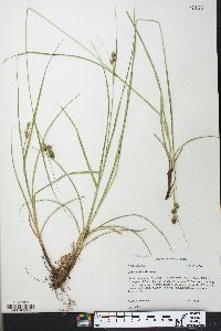 Carex bushii image