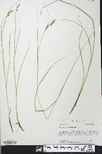 Carex swanii image