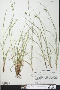 Carex swanii image