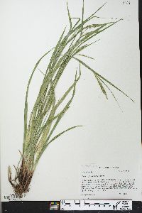 Carex oxylepis image