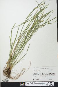 Carex corrugata image