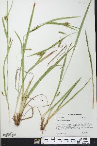 Carex flaccosperma image