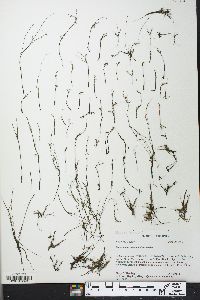 Podostemum ceratophyllum image