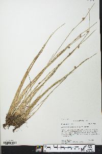 Schoenoplectiella purshiana image