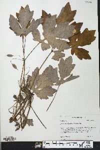 Stylophorum diphyllum image