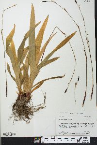 Carex plantaginea image