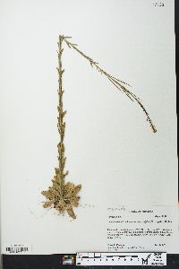 Arabis pycnocarpa image