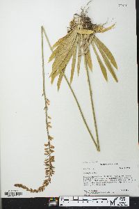 Aletris farinosa image