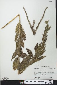 Lithospermum parviflorum image