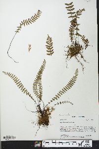 Asplenium resiliens image