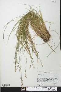 Carex seorsa image