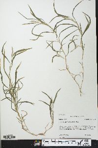 Muhlenbergia frondosa image