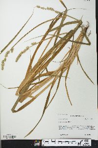 Carex conjuncta image