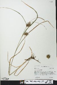 Carex louisianica image