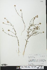 Polygala mariana image