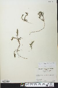 Elodea nuttallii image