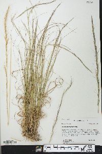 Aristida purpurascens image