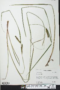 Carex baileyi image