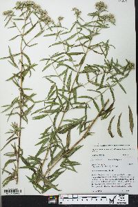 Pycnanthemum virginianum image