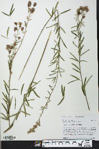 Lespedeza angustifolia image