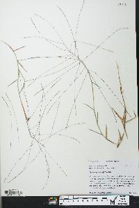 Gymnopogon brevifolius image