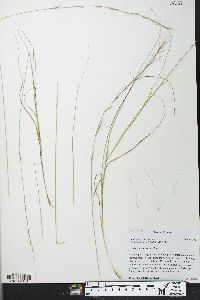 Aristida purpurascens image