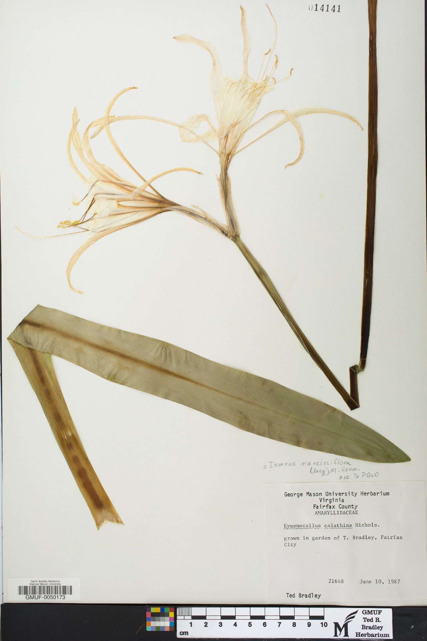 Ismene narcissiflora image