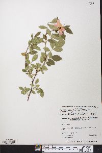 Rosa virginiana image