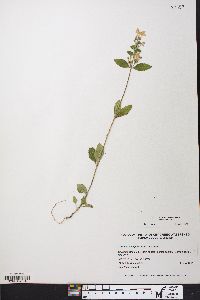 Scutellaria elliptica image