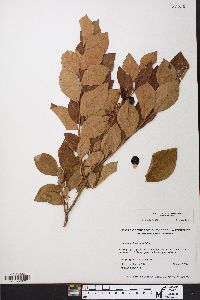 Vaccinium fuscatum image