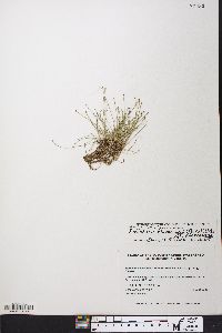 Eleocharis flavescens var. flavescens image