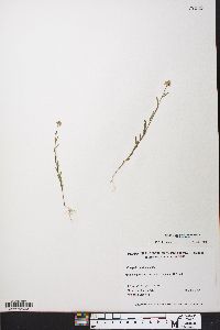 Polygala mariana image