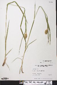 Carex squarrosa image