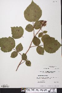 Rubus phoenicolasius image