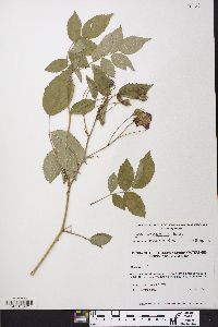 Rosa cathayensis image