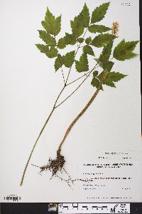 Actaea pachypoda image